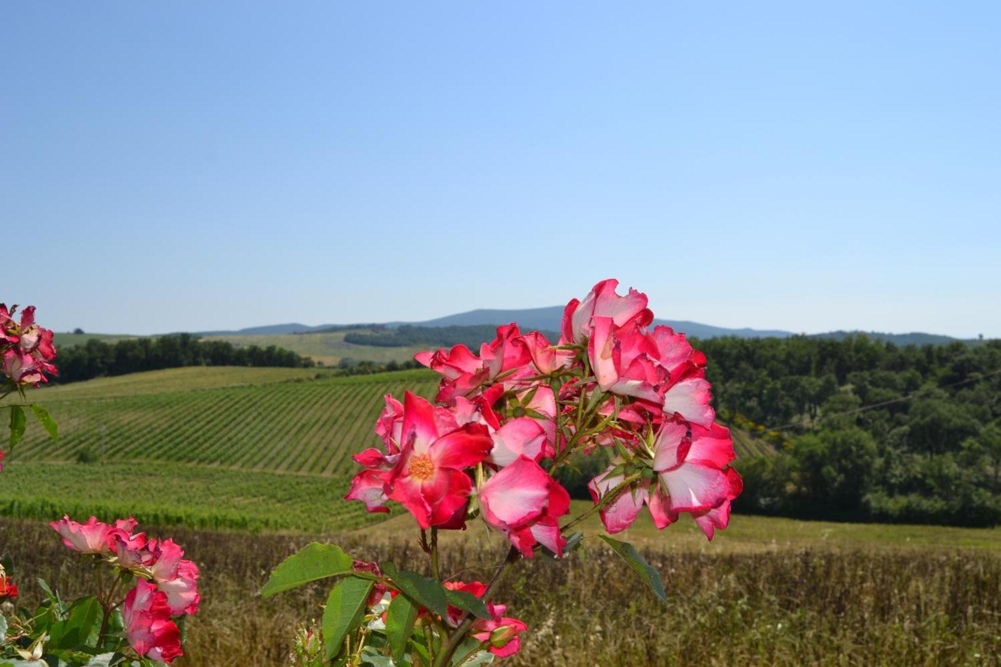 Agriturismo Cignanbianco カステッリーナ・イン・キアンティ シエナ エクステリア 写真